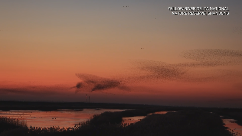 Yellow River Delta’s Epic Bird Migration video poster
