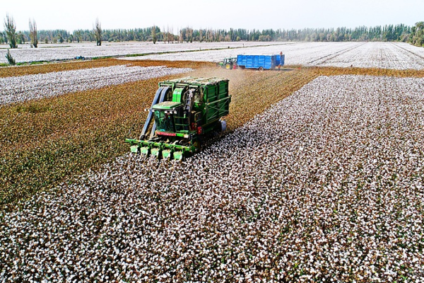 Xinjiang Hits Record: 6.16M Tonnes Cotton Harvest in 2025 🌾