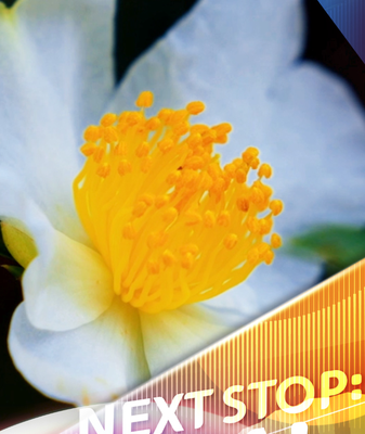 Hainan’s Oil Tea Camellias in Bloom Power Rural Revitalization video poster