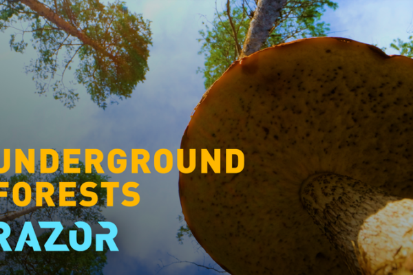 Beneath Our Feet: How Fungi Power Life on Land 🍄 video poster