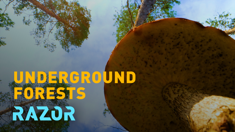 Beneath Our Feet: How Fungi Power Life on Land 🍄 video poster