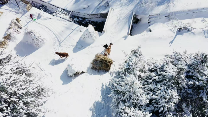 LMCAMWS78AHACZKINBO8 - Namaste Headlines Winter Magic in Songling Snow Village ❄️