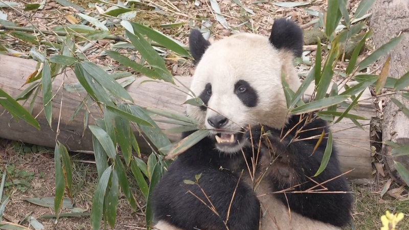 Giant Pandas Return to Chengdu, Celebrate China–France Friendship video poster