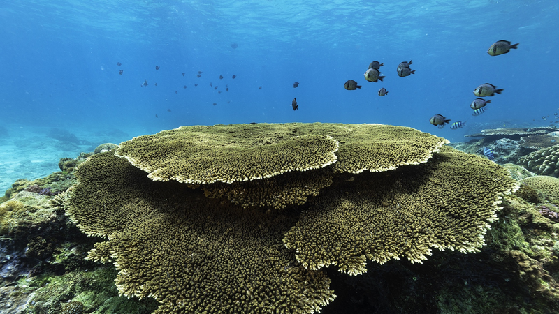 Marine_Ecology_Off_Hainan_Island_s_South_Coast_Remains_Strong - Namaste Headlines Marine_Ecology_Off_Hainan_Island_s_South_Coast_Remains_Strong