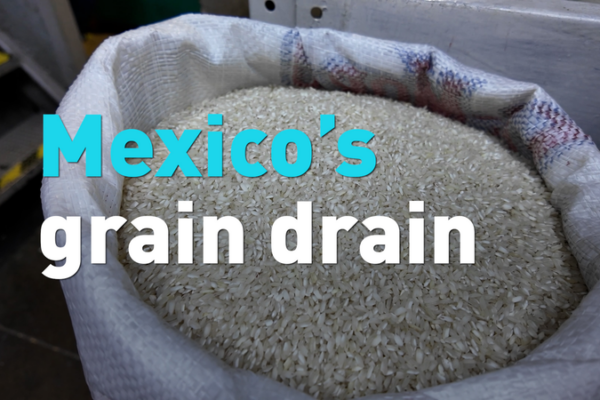 Mexico_Races_to_Diversify_Grain_Supply_Amid_US_Tensions video poster