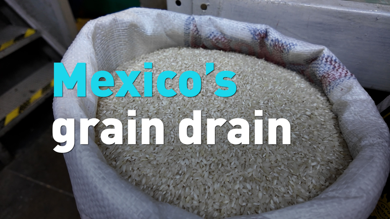 Mexico_Races_to_Diversify_Grain_Supply_Amid_US_Tensions video poster
