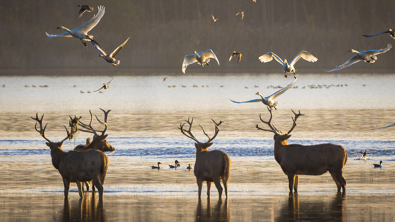 Milu_Deer_Rebound__40_Years_of_Conservation_Success - Namaste Headlines Milu_Deer_Rebound__40_Years_of_Conservation_Success