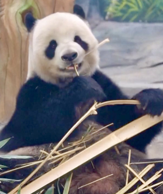 China's New Giant Panda Base in Sichuan Opens for Trial Visits 🐼 video poster