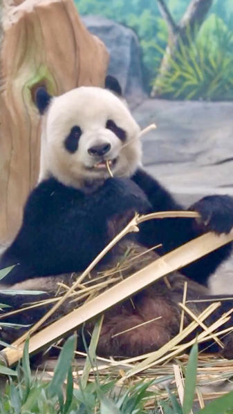 China's New Giant Panda Base in Sichuan Opens for Trial Visits 🐼 video poster