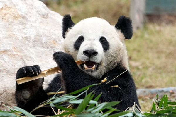 New_Panda_Paradise__Mianyang_China_Giant_Panda_Garden_Opens