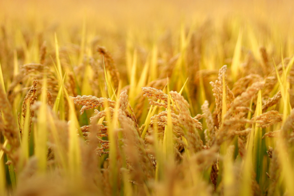 New_Rice_Defense_Unveiled_Against_Crop_Killer_Bacteria