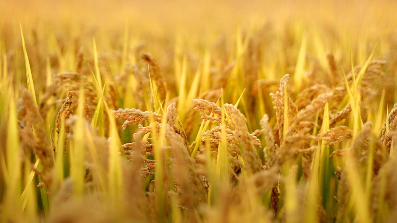 New_Rice_Defense_Unveiled_Against_Crop_Killer_Bacteria