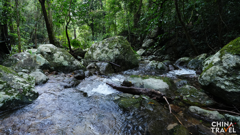 ONHE501ESAUG0E26BUVK - Namaste Headlines Wuzhishan Rainforest: Hainan’s Biodiversity Haven