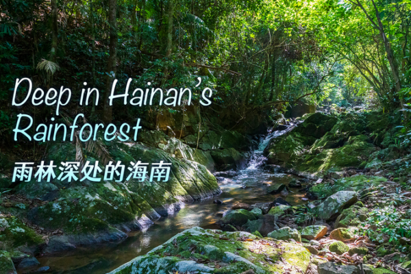 Venturing Into Hainan’s Lush Rainforest: A Live Conservation Journey video poster