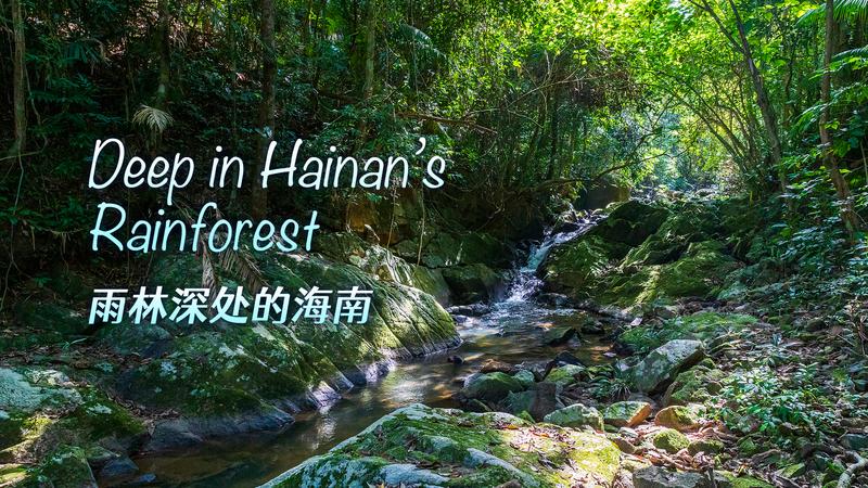 P1LPZDPOVZWRCBEUP9AE - Namaste Headlines Venturing Into Hainan’s Lush Rainforest: A Live Conservation Journey video poster