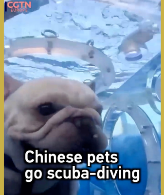 Pets_Go_Scuba_Diving__Parrots__Pups___Ducks_Dive_in_China video poster