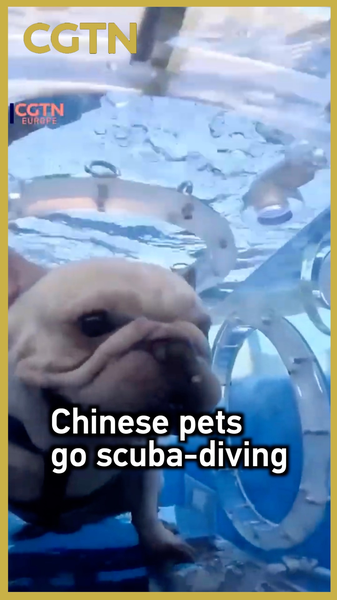 Pets_Go_Scuba_Diving__Parrots__Pups___Ducks_Dive_in_China video poster