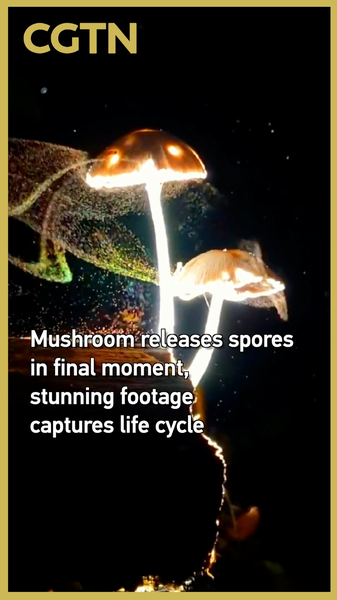 Rare_Clip_Shows_Mushroom_Releasing_Spores_in_Final_Moment video poster