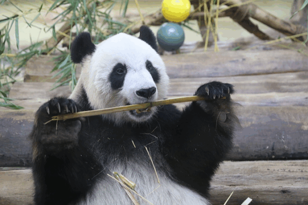Shun_Shun___Gong_Gong__Endearing_Panda_Stars_at_Hainan_Tropical_Park video poster