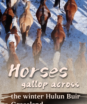 Snowy_Stallions__Winter_Run_on_Hulun_Buir_Grassland video poster