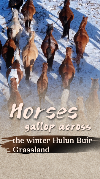 Snowy_Stallions__Winter_Run_on_Hulun_Buir_Grassland video poster