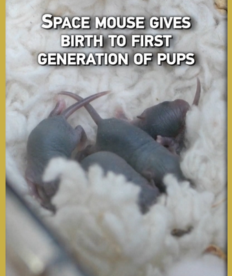 Space_Mouse_Delivers_First_Pups_After_Shenzhou_21_Mission video poster