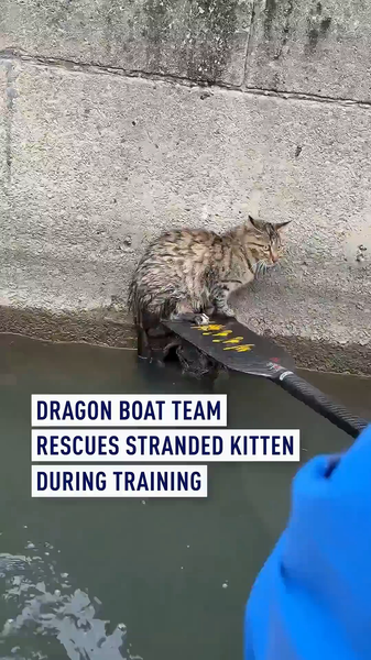 Suzhou_Dragon_Boat_Team_Rescues_Stranded_Kitten video poster