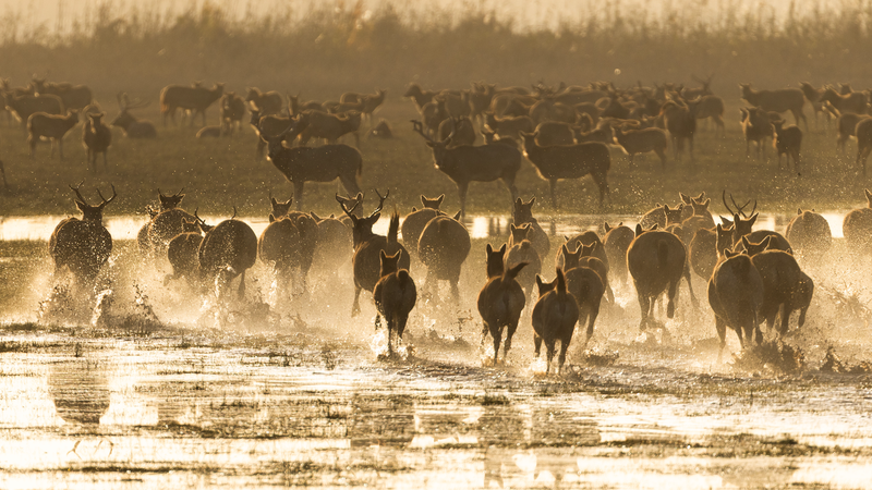 IUCN Renames Pere David’s Deer as Milu on 40th Return Anniversary