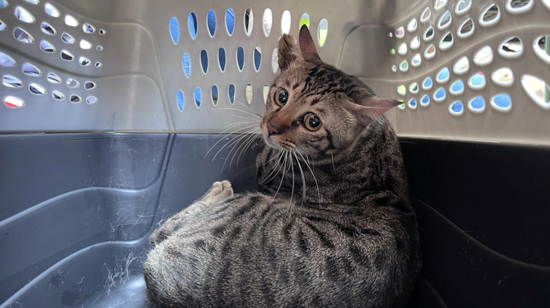 They_re_Family__Heroic_Pet_Rescues_After_Wang_Fuk_Court_Fire_poster - Namaste Headlines They_re_Family__Heroic_Pet_Rescues_After_Wang_Fuk_Court_Fire video poster