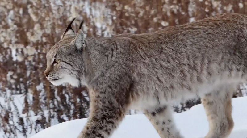 U1IZ93CT61ZZM3213KWQ - Namaste Headlines Rare Lynx and Moose Herd Spotted in Heilongjiang’s Snowy Wilderness video poster