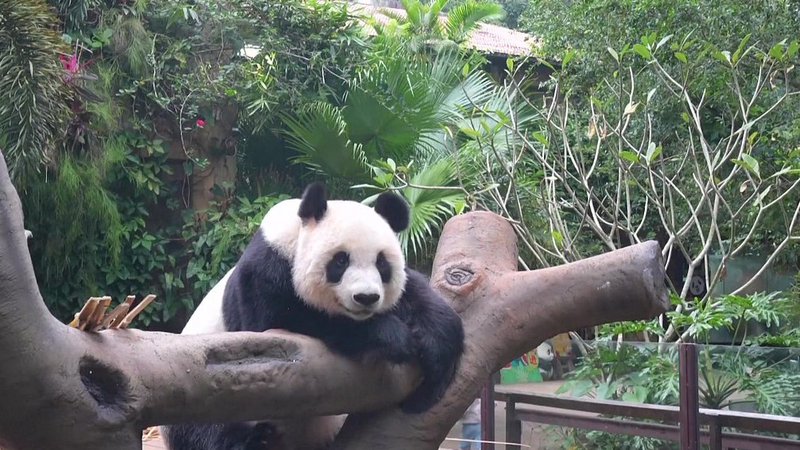 Cuteness Overload: Pandas Shun Shun & Gong Gong Steal Hearts in Hainan 🐼 video poster