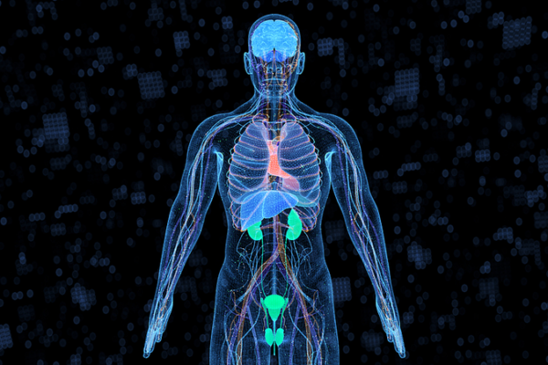 New Genetic Model Predicts Aging of 13 Human Organs 🧬