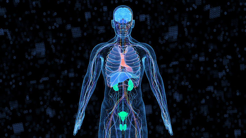 New Genetic Model Predicts Aging of 13 Human Organs 🧬