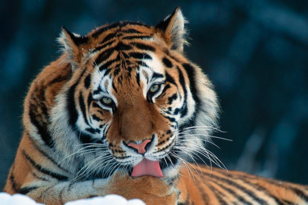 Wild_Tiger_Family__China_s_First_Wild_Siberian_Tiger_Quintuplets_Spotted