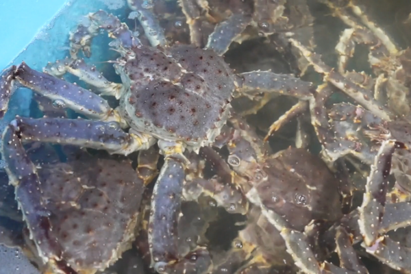Xinjiang_s_Jimunai_Port_Smashes_Live_King_Crab_Import_Record video poster