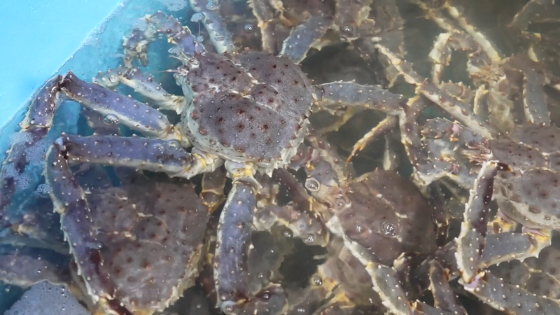 Xinjiang_s_Jimunai_Port_Smashes_Live_King_Crab_Import_Record video poster