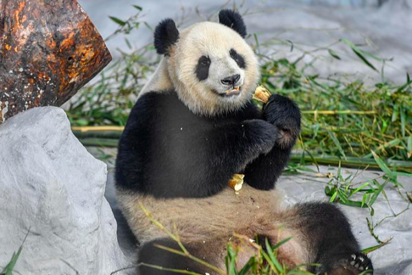 Giant Panda Pals in Hainan: Shun Shun & Gong Gong’s Cute Moments video poster