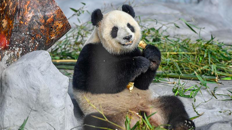 Giant Panda Pals in Hainan: Shun Shun & Gong Gong’s Cute Moments video poster