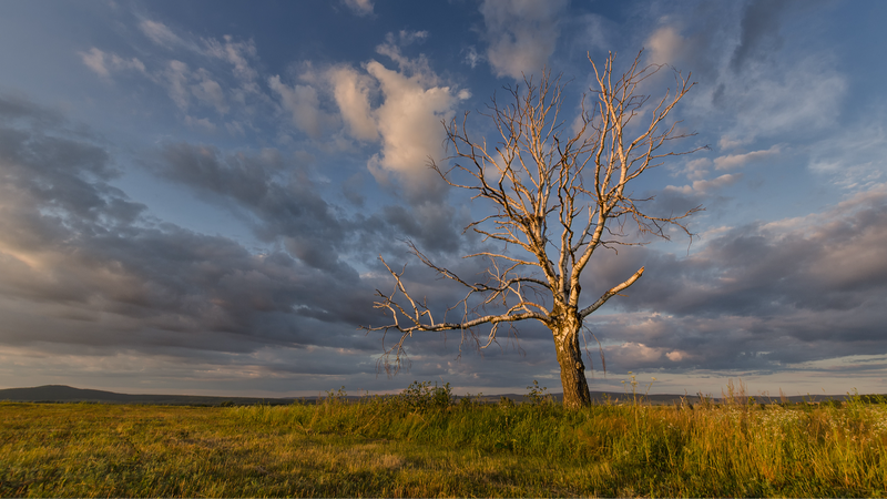 China’s Scientists Map Non-Photosynthetic Vegetation Nationwide 📡🍂