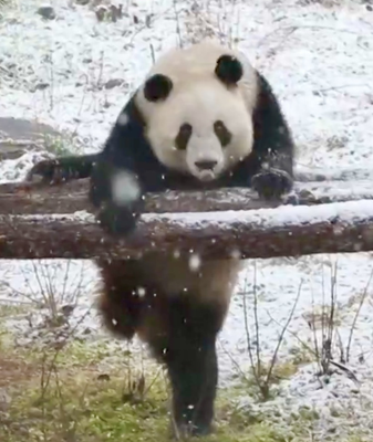 Panda Twins Qinxiu & Qinmei Frolic in Xi’an Snow video poster