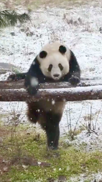 05NQGEI7JQ7HN43RT10F - Namaste Headlines Panda Twins Qinxiu & Qinmei Frolic in Xi’an Snow video poster