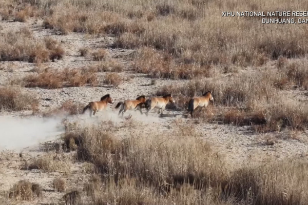 Solar-Powered Tech Helps 212 Przewalski’s Horses Thrive in Gansu Winter video poster