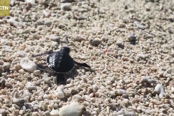 2026_s_First_Sea_Turtle_Eggs_Arrive_on_Hainan_s_Ganquan_Island video poster