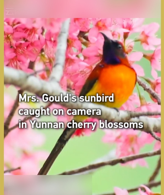 Mrs. Gould’s Sunbird Spotted Among Cherry Blossoms in Yunnan video poster