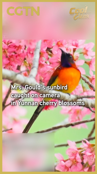 Mrs. Gould’s Sunbird Spotted Among Cherry Blossoms in Yunnan video poster