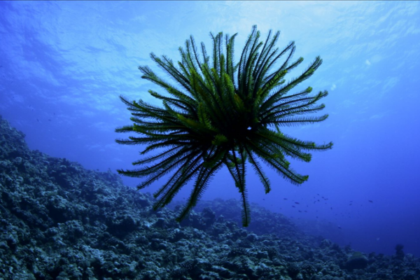 Amazing Sansha Ep.1: Meet the Sea Lily of the South China Sea 🌊🌸 video poster