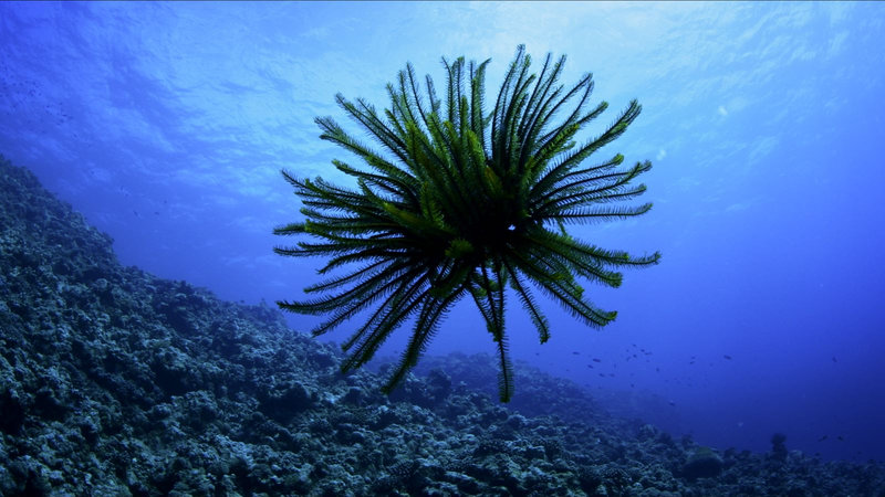 Amazing Sansha Ep.1: Meet the Sea Lily of the South China Sea 🌊🌸 video poster