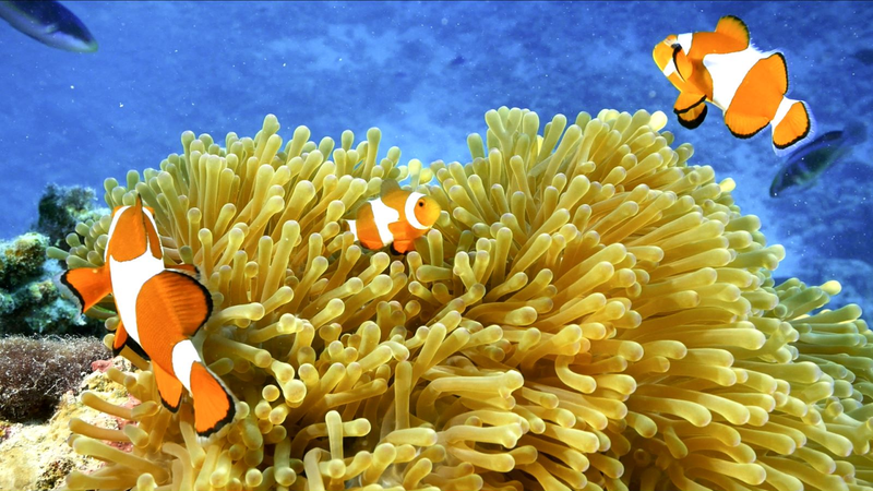 Amazing_Sansha_Ep_6__Clownfish_Community___Their_Anemone_Allies video poster