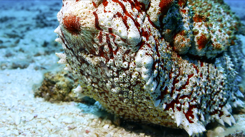 Meet the Anax Sea Cucumber: Ocean’s Gentle Giant (Amazing Sansha Ep.5) video poster