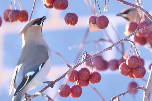 Bohemian_Waxwings_Flock_to_Xinjiang__Marking_a_Conservation_Win video poster
